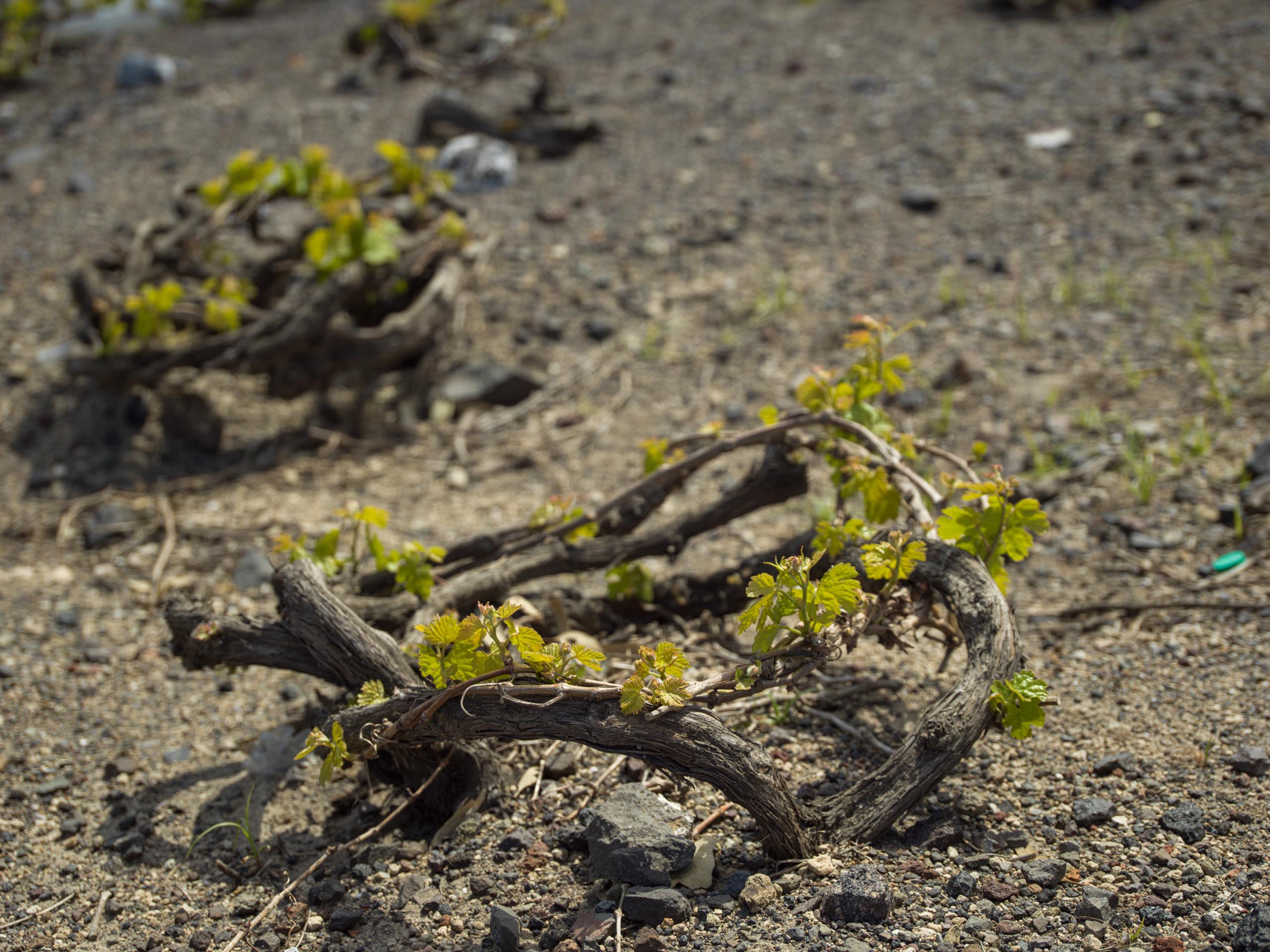 Katikies Hotels Grecee Wine Experience 15 4 22 DSPY 0154