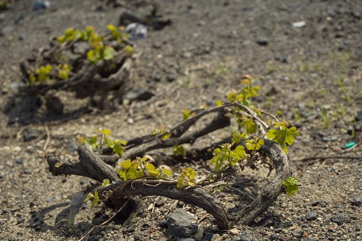 Katikies Hotels Grecee Wine Experience 15 4 22 DSPY 0154